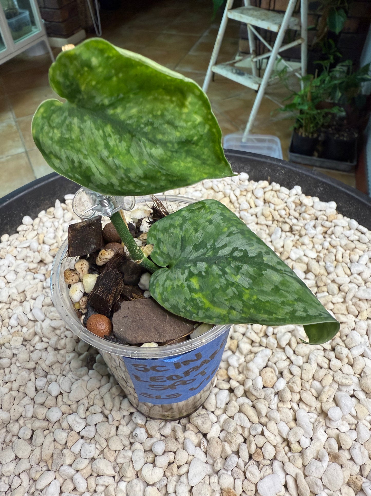 Scindapsus Leopard spot