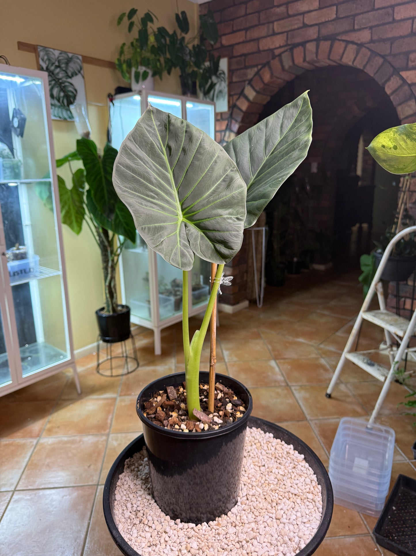Alocasia Regale Shield