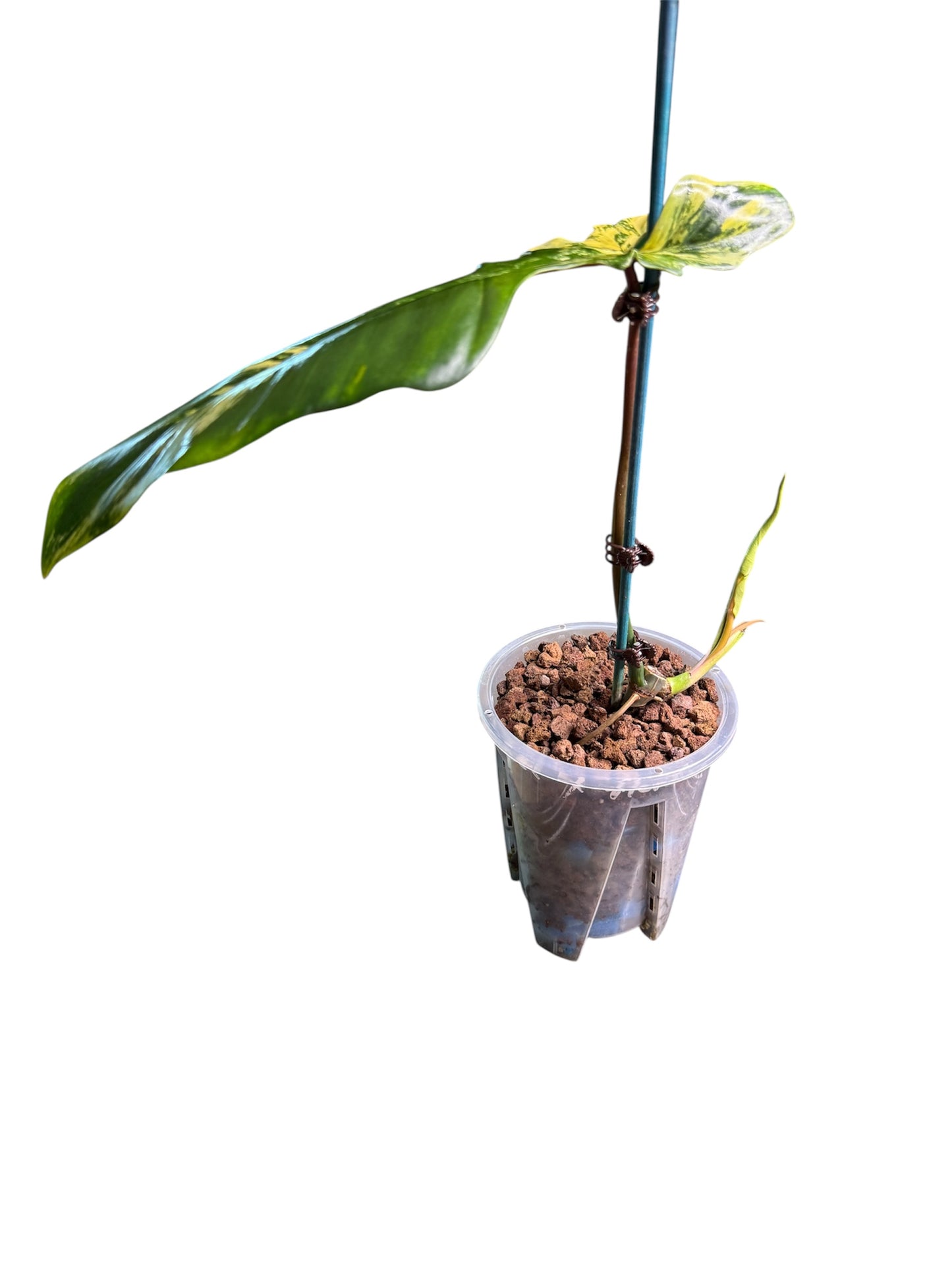 Philodendron Bobcee