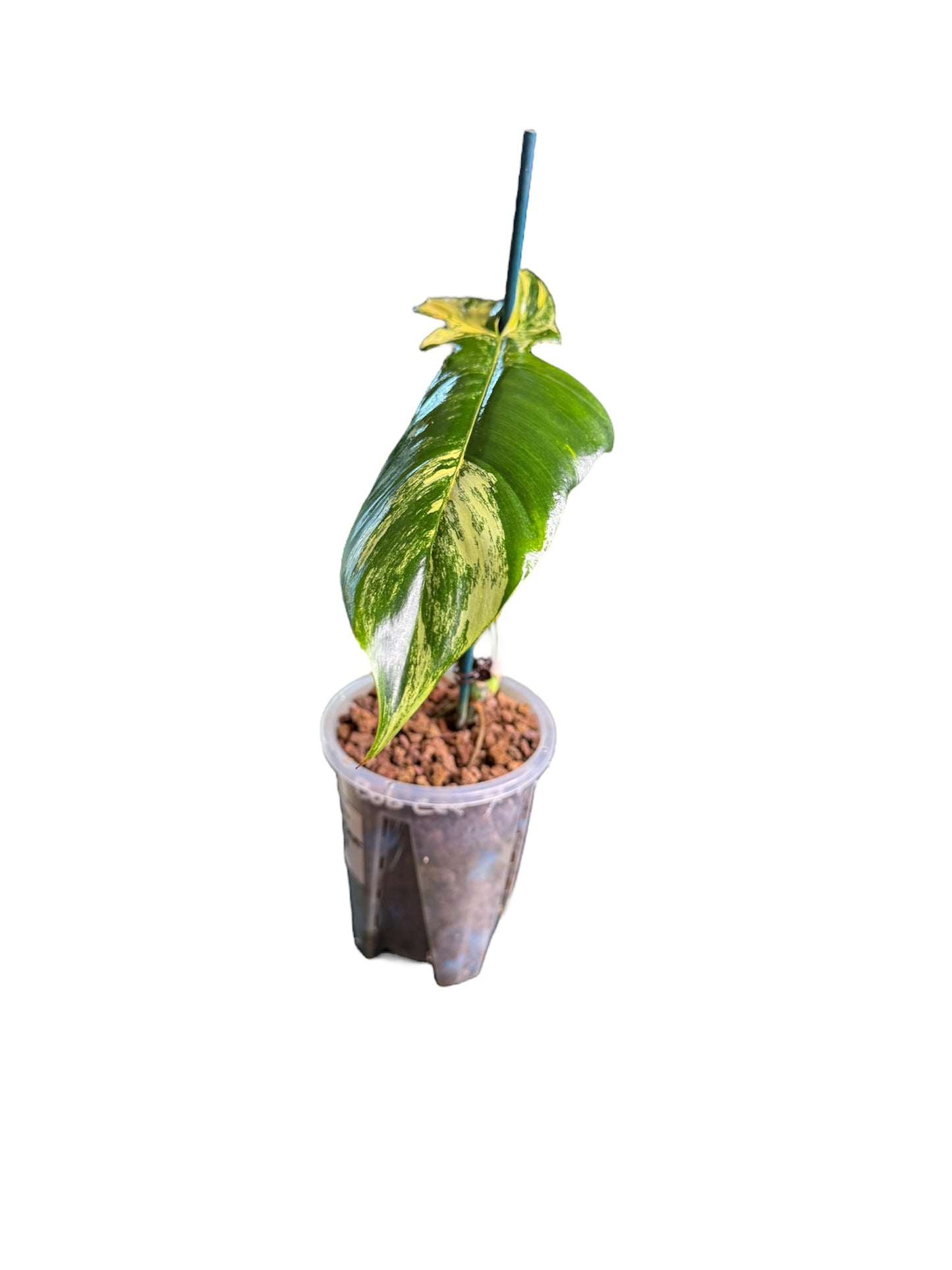 Philodendron Bobcee