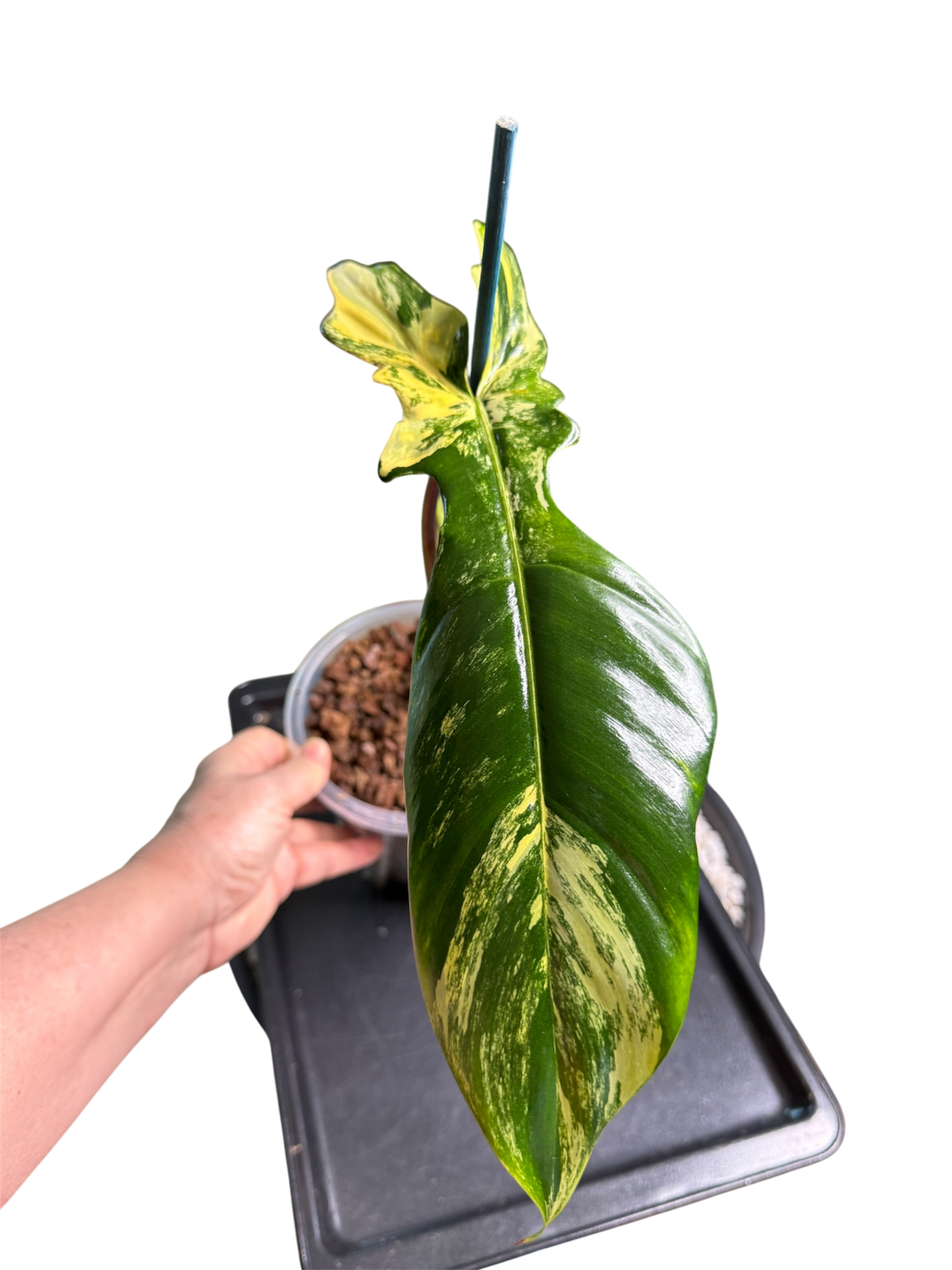 Philodendron Bobcee