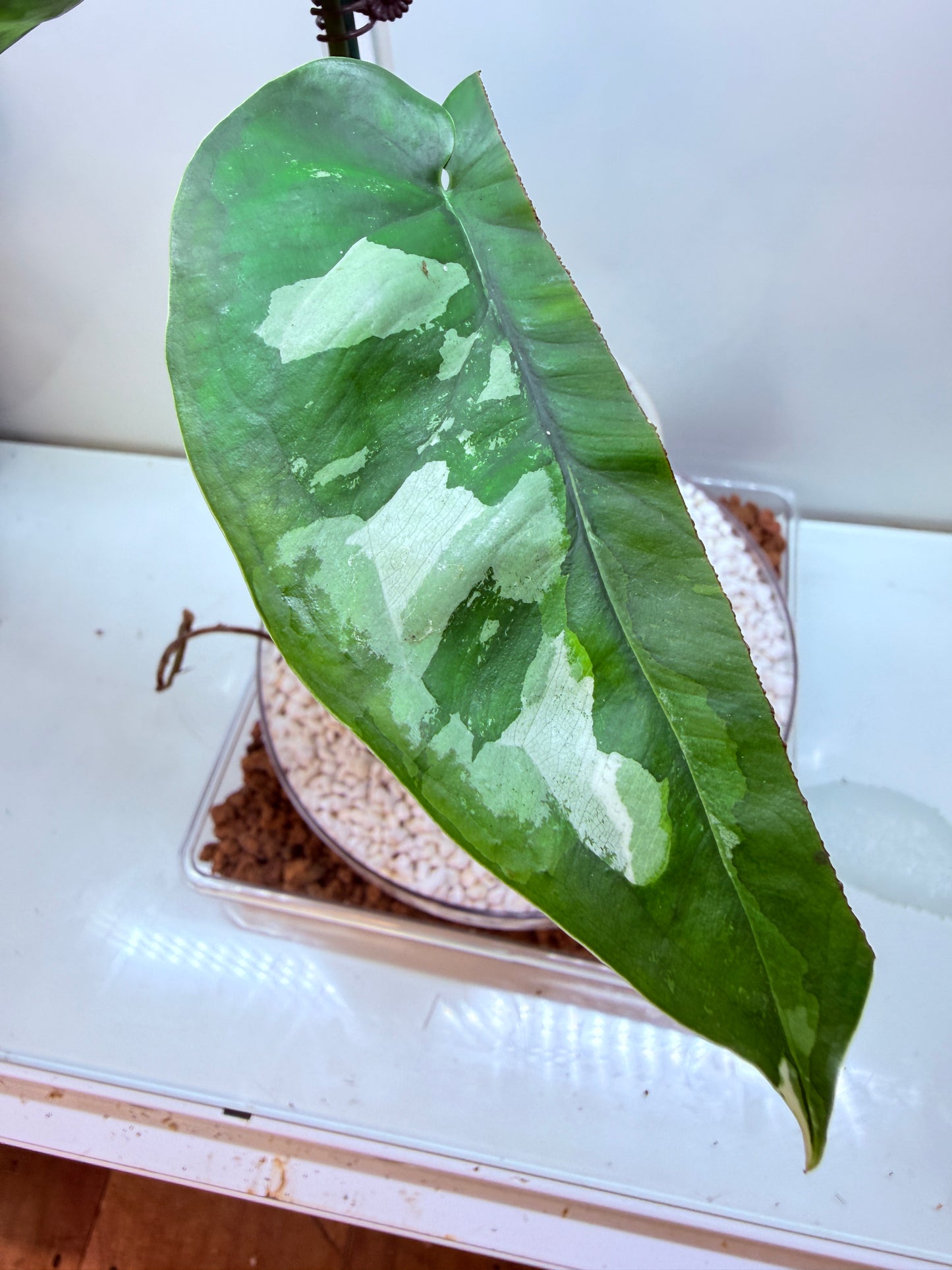 Syngonium Chiapense Variegated - SVC 2