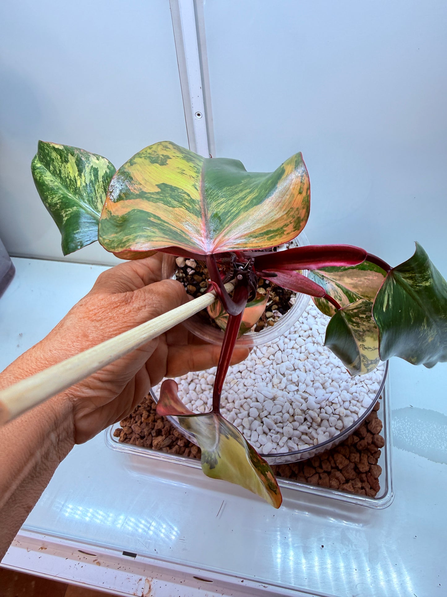 Philodendron Strawberry Shake - PSS