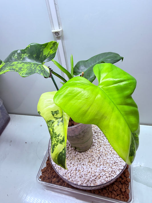 Philodendron Bipenfolium Variegated - PB 1 - non tc