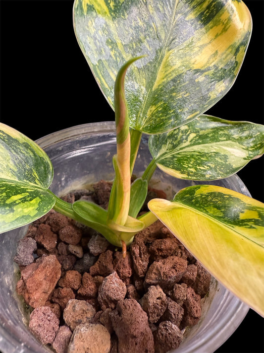 Philodendron Green Congo Nuclear - PGNC 1