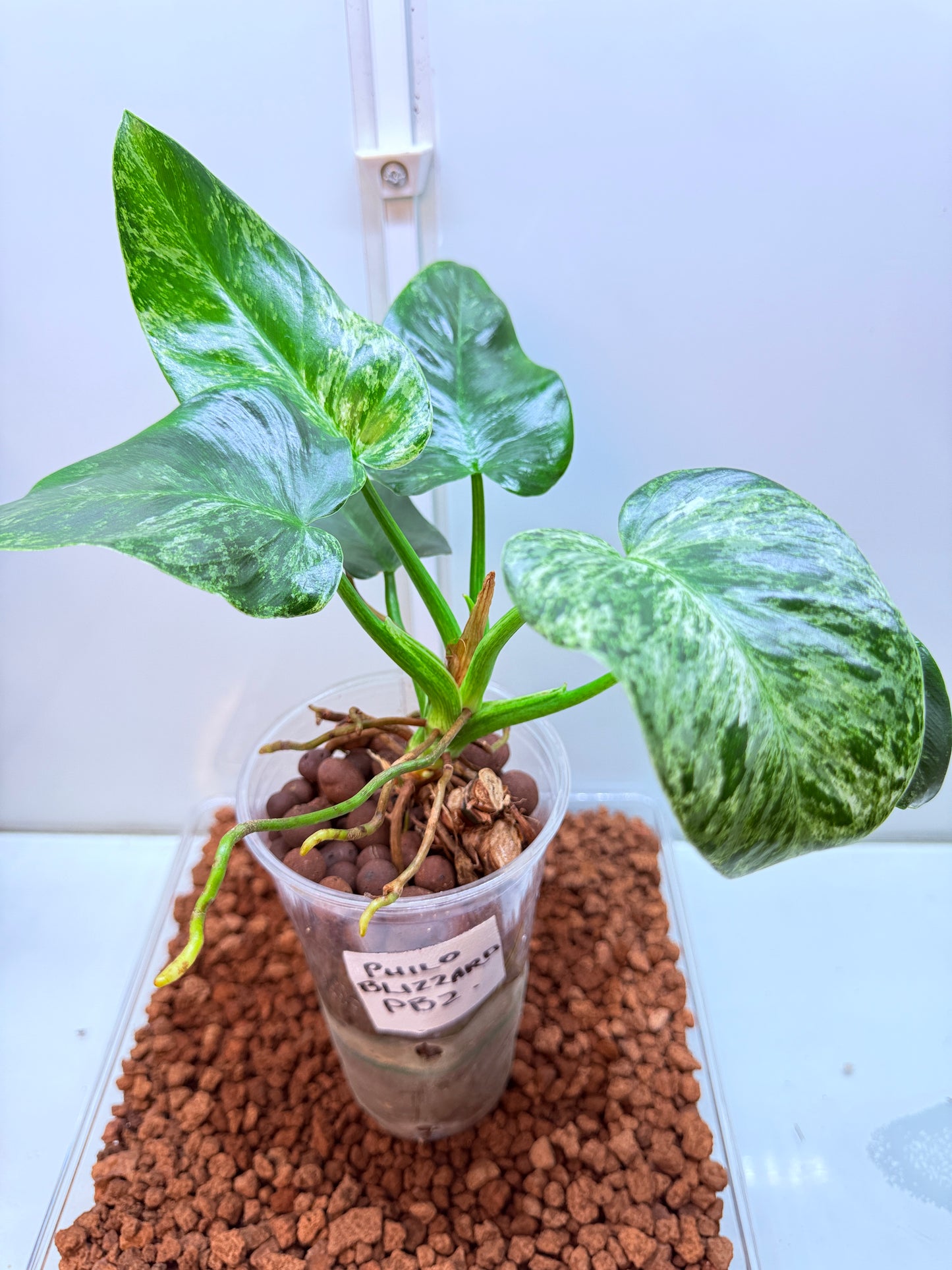 Philodendron Giganteum Blizzard non tc - PB2