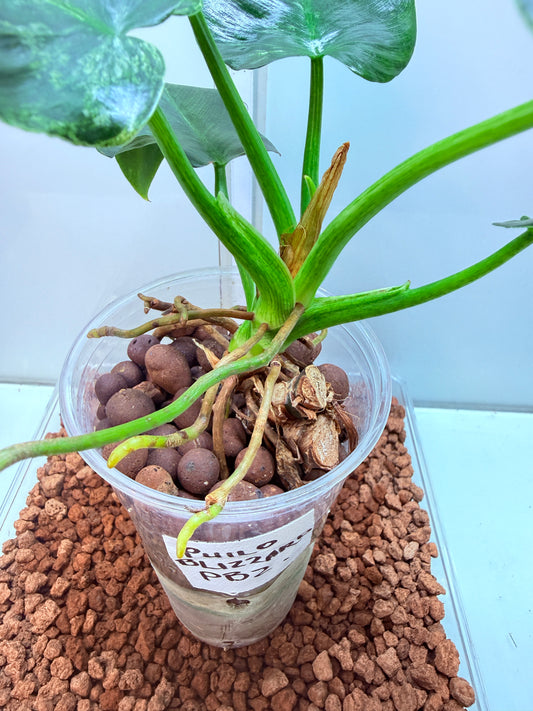 Philodendron Giganteum Blizzard non tc - PB2