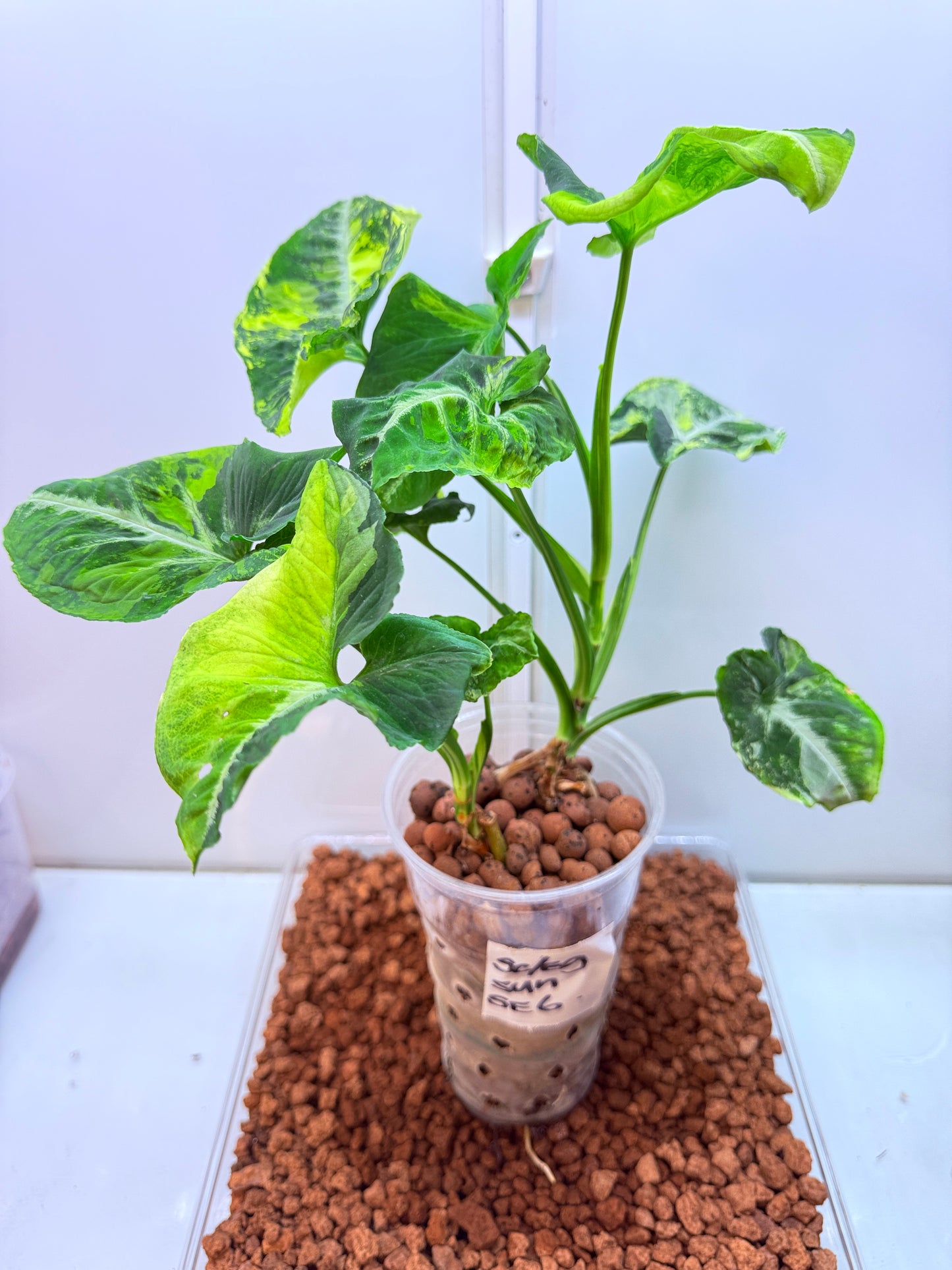Syngonium Scrambled Eggs - S6 Double Planted