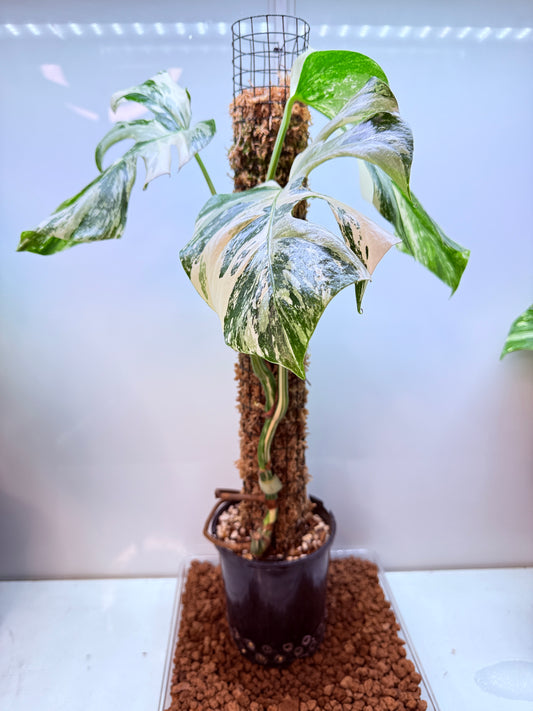 Monstera Borsigana-MB1