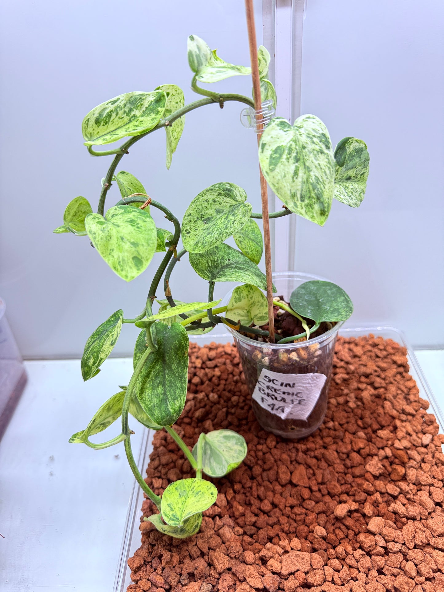 Scindapsus Crème Brûlée - F4A