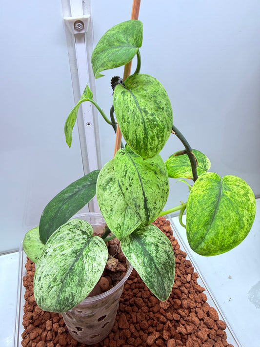 Scindapsus Crème Brûlée - SCB1