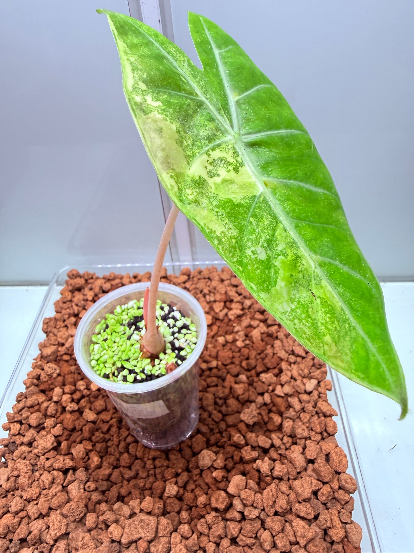 Alocasia Pink Dragon with corm - apvd1