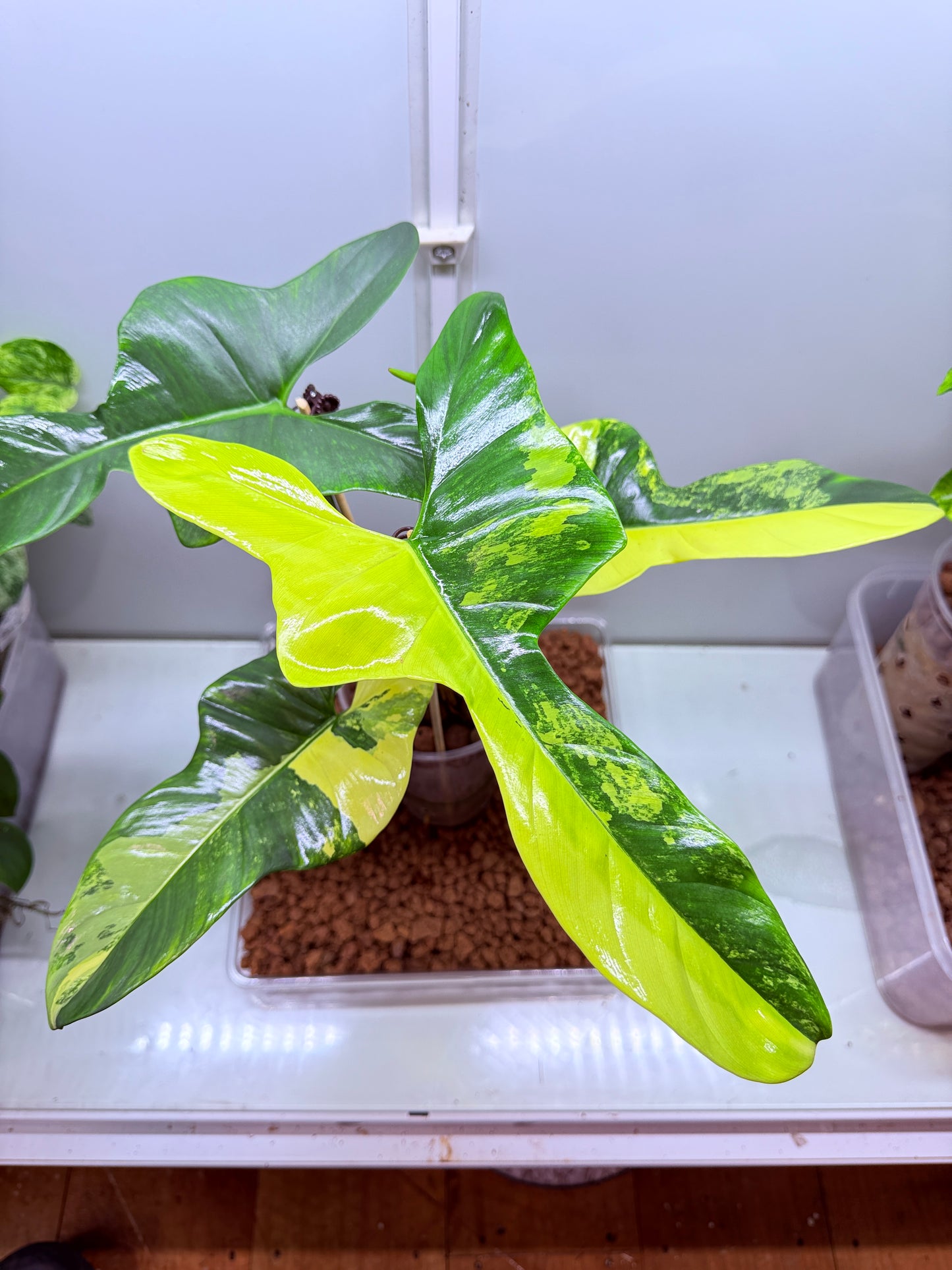 Philodendron Bipenfolium Variegated - PB 2 - non tc