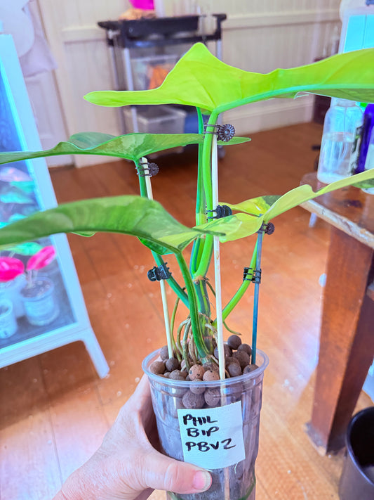 Philodendron Bipenfolium Variegated - PB 2 - non tc