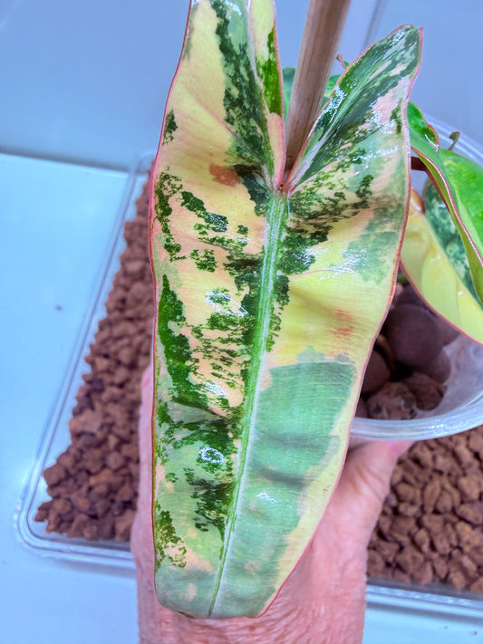 Philodendron Billietiae Non TC Variegated- PBV4