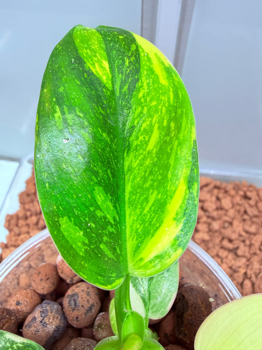Philodendron Green Congo Nuclear Non tc - PGNC