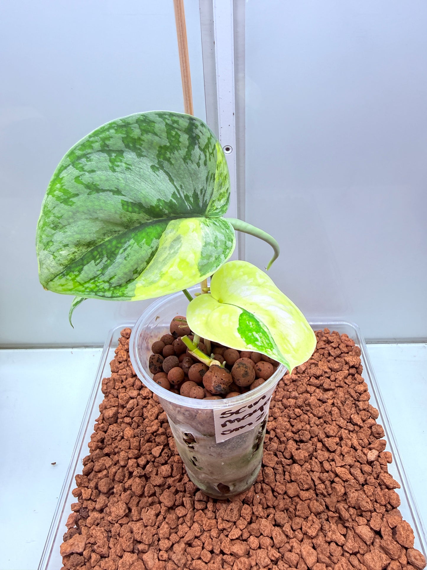 Scindapsus Mayari Aurea High Variegation - SMA 2