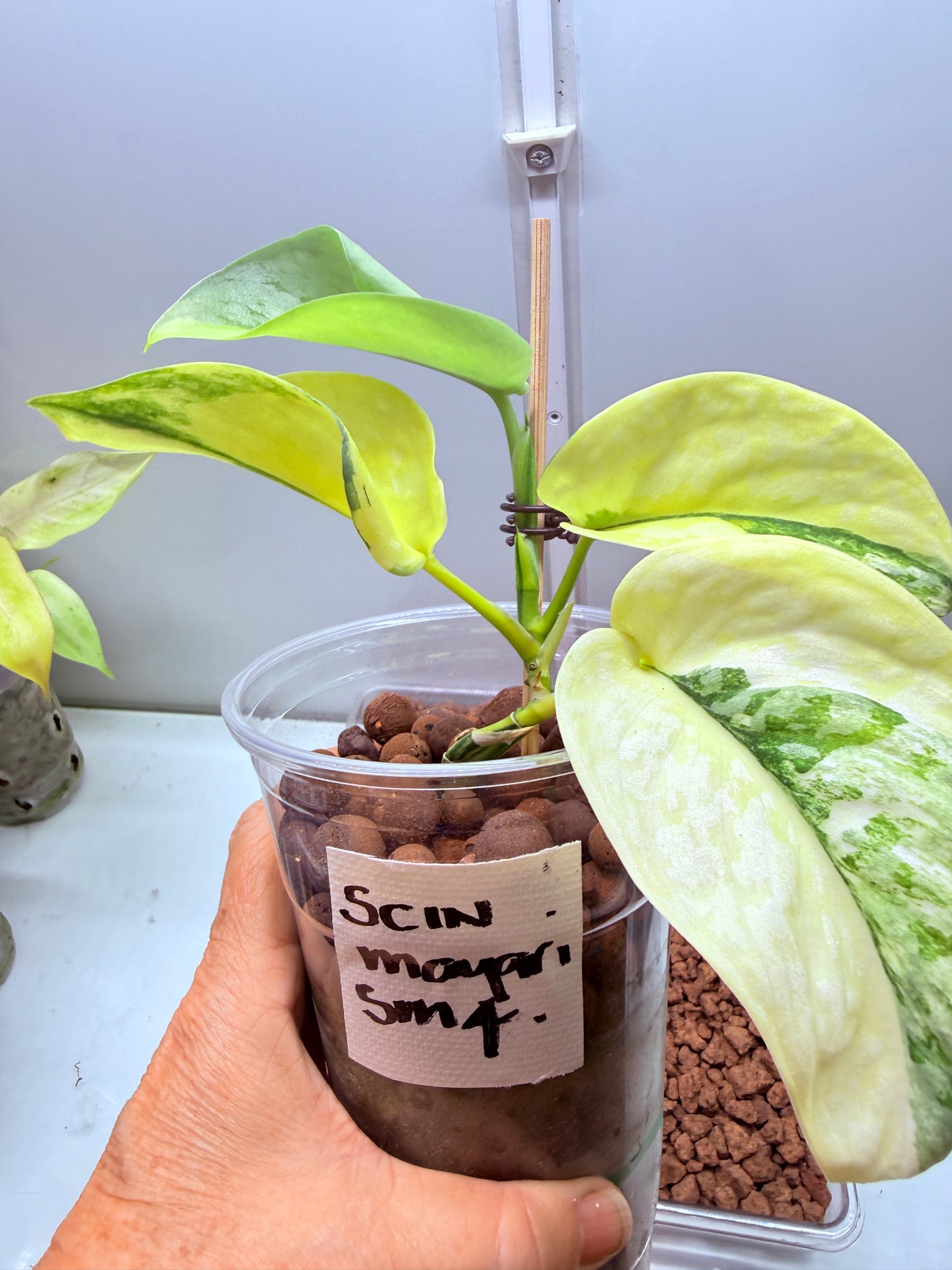 Scindapsus Mayari Aurea High Variegation - SMA 4