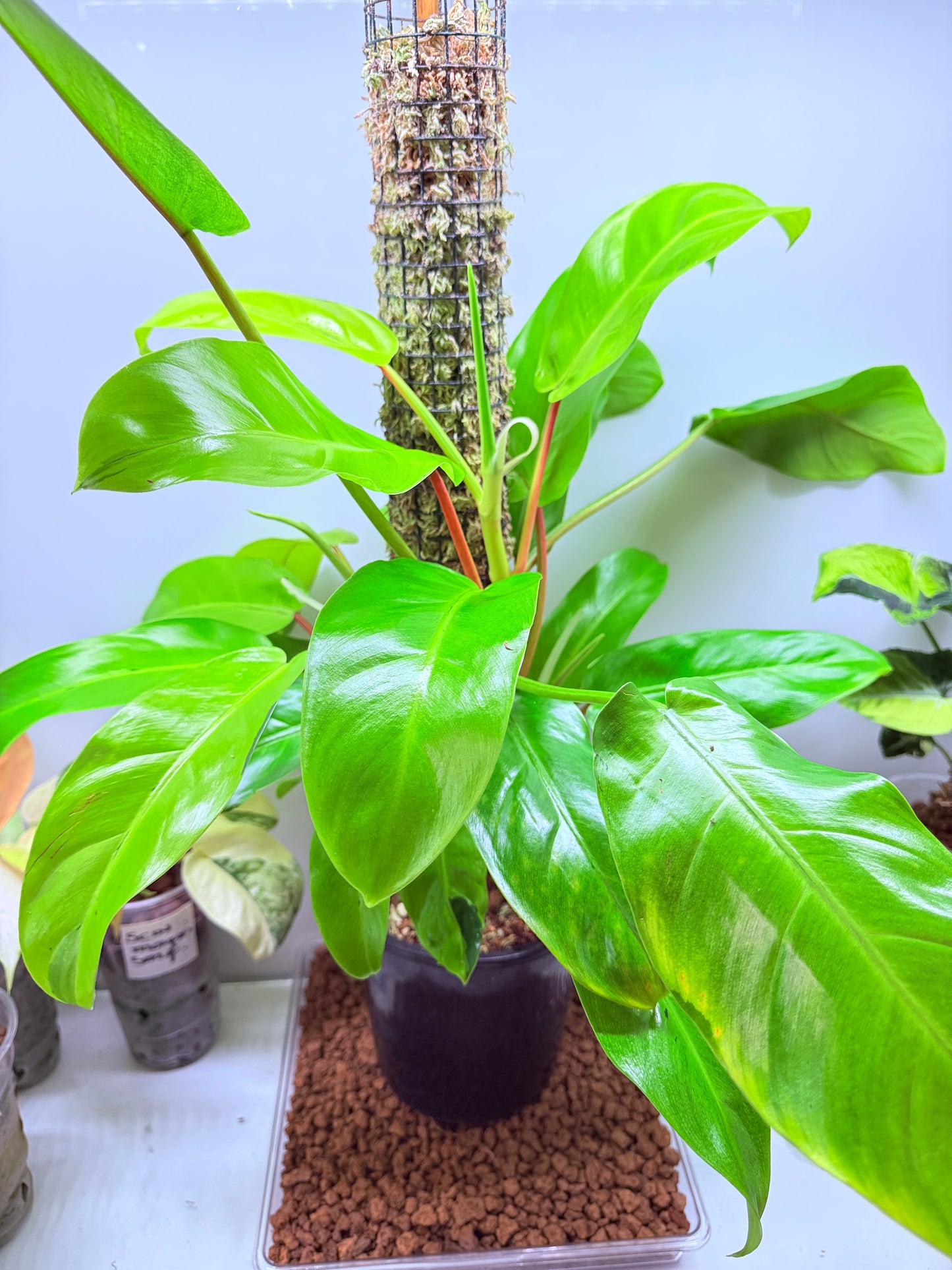 Philodendron Thai Sunrise - PTS1 XLarge