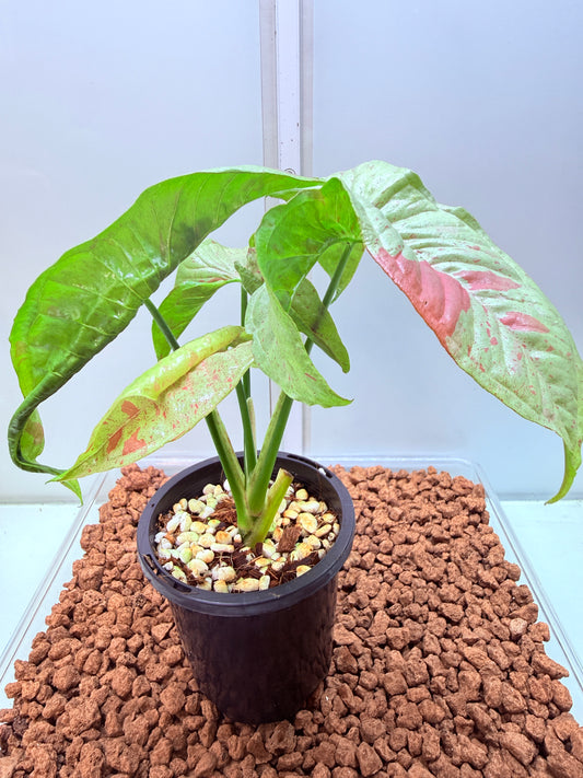 Syngonium Confetti - SC