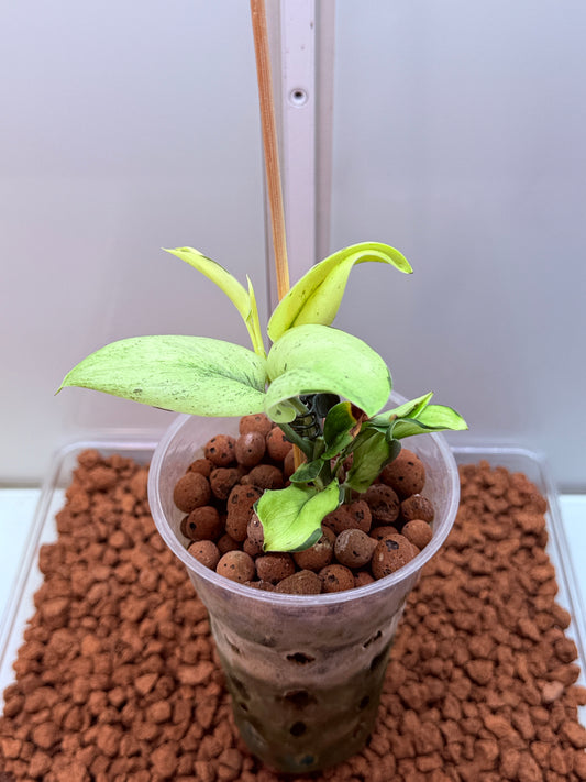 Scindapsus Superstar - N4