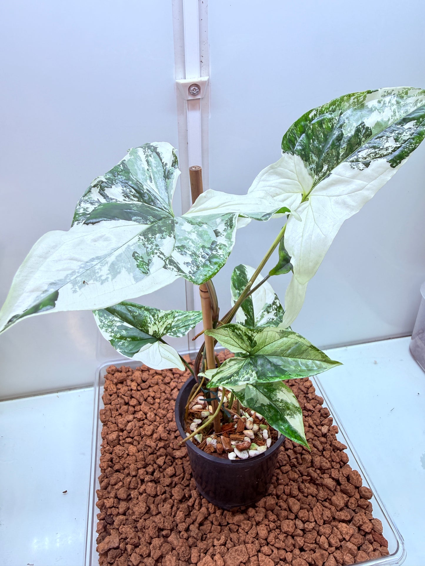 Syngonium Fantasy