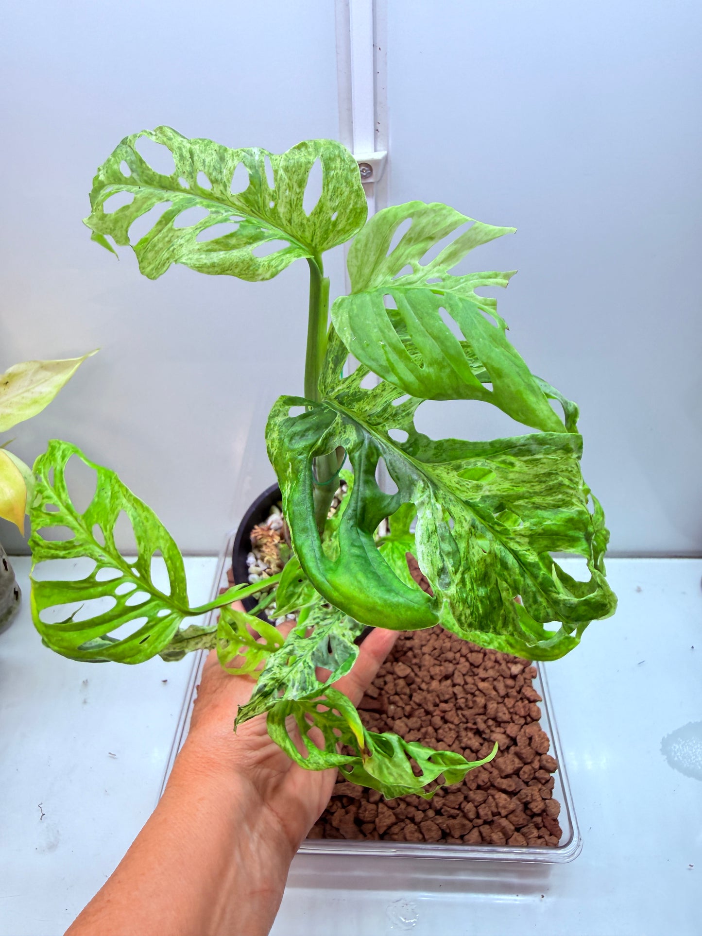 Monstera Adansonii Mottled Mint - MAM 1
