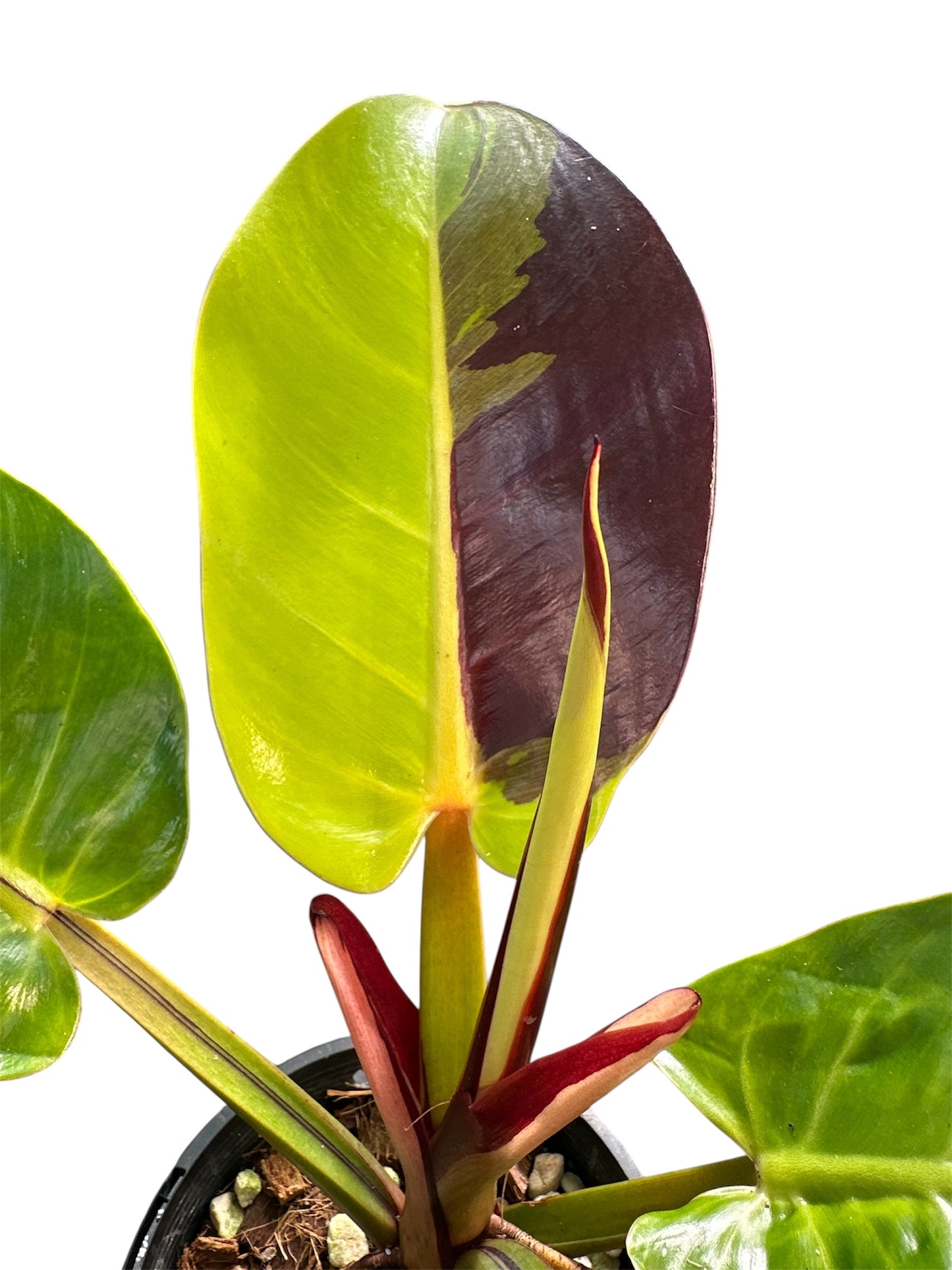 Philodendron Red Moon
