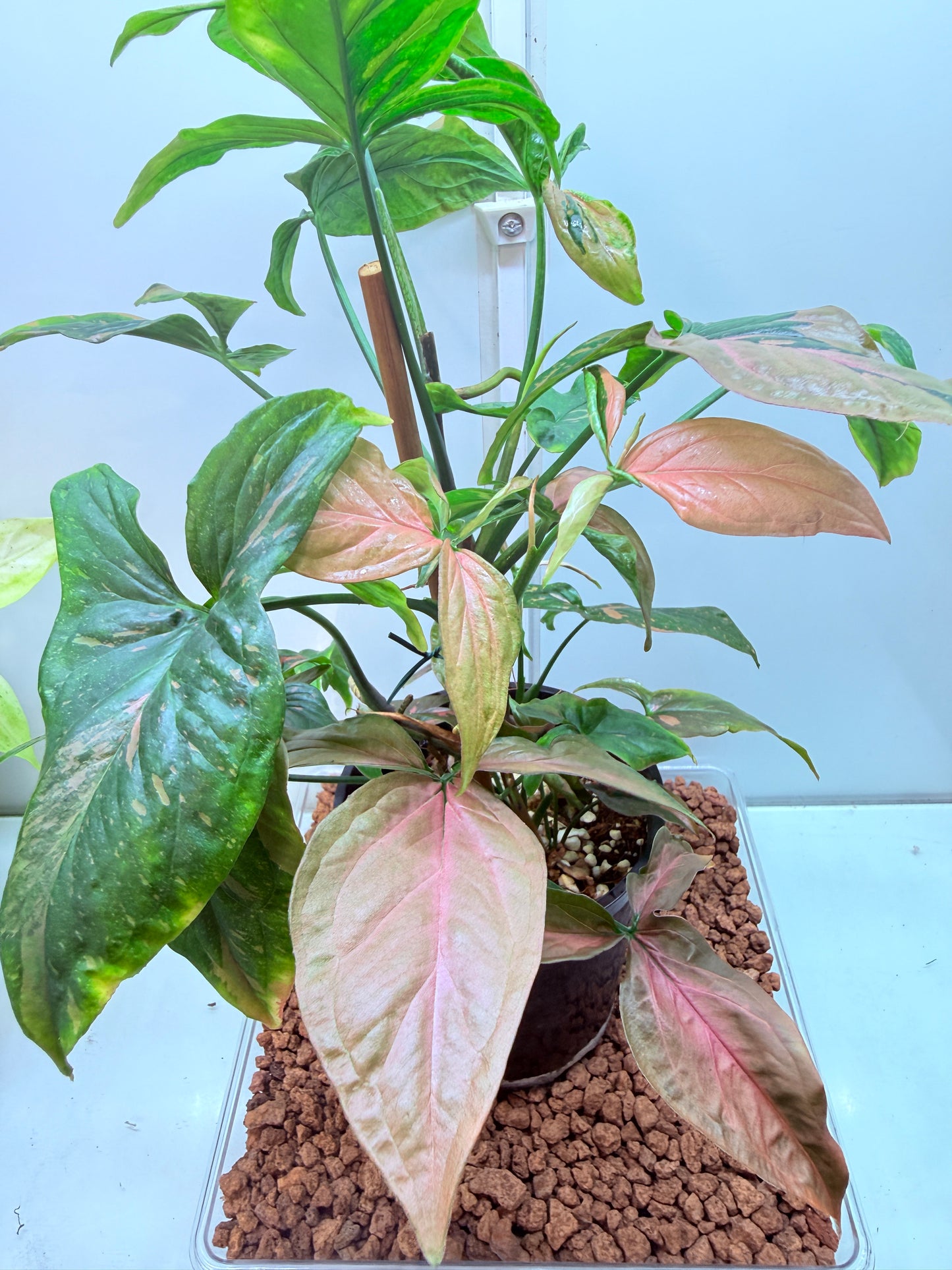 Syngonium Red Spot