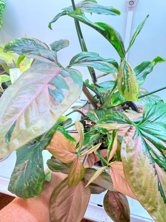 Syngonium Red Spot