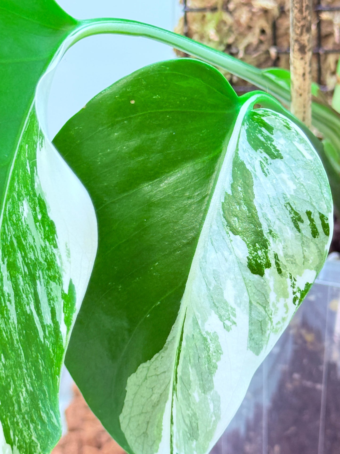 Monstera Borsigana Variegated - MBa