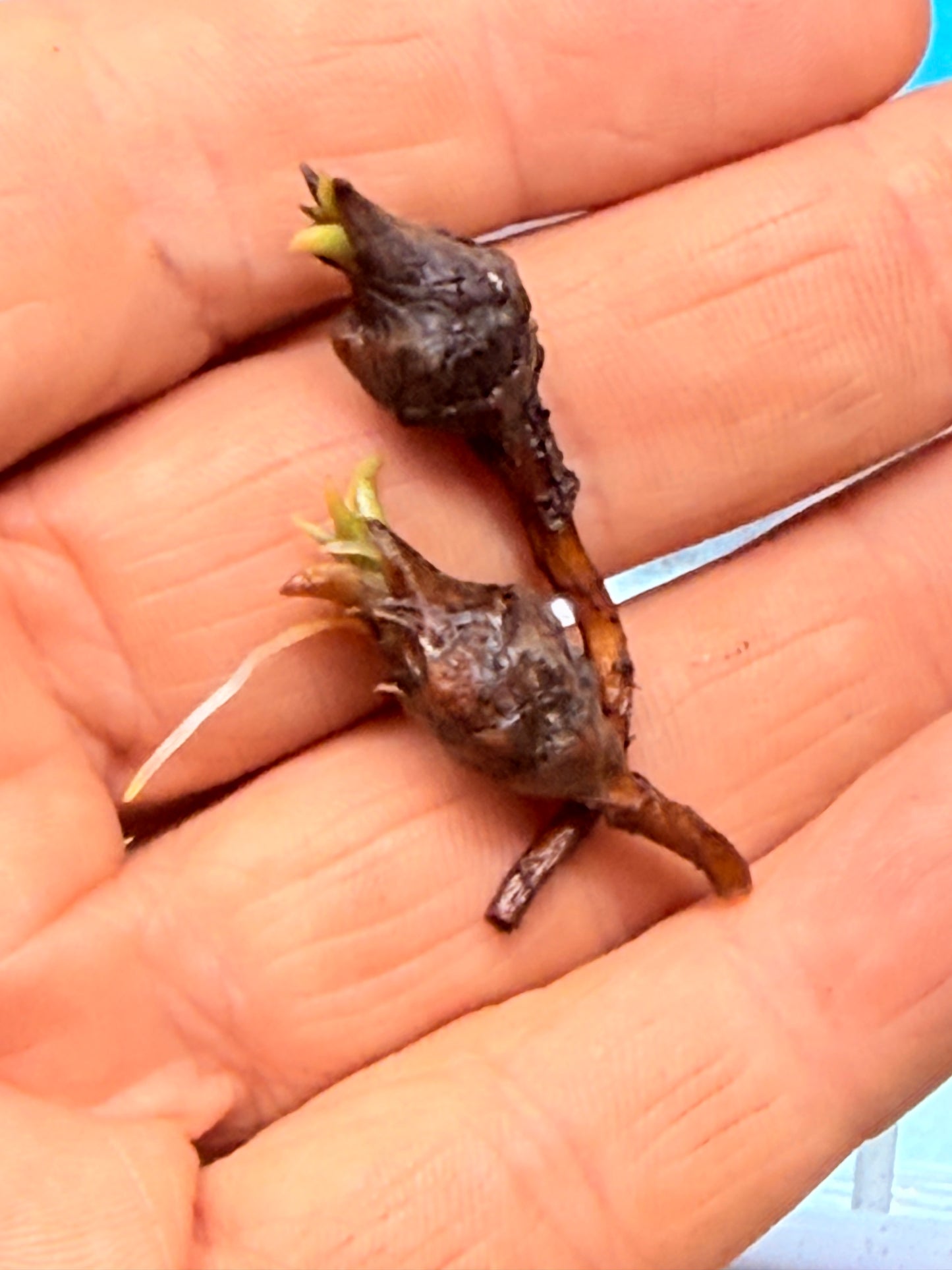 Alocasia Venom Corms #2