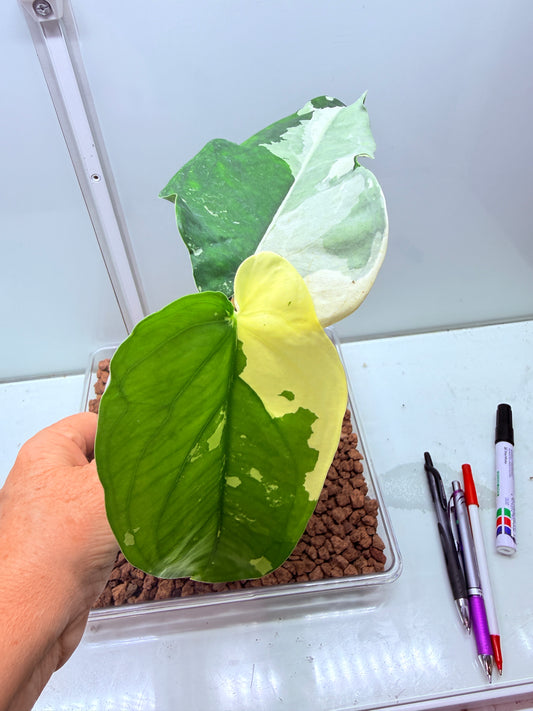 Syngonium Chiapense Variegated - SVC 6