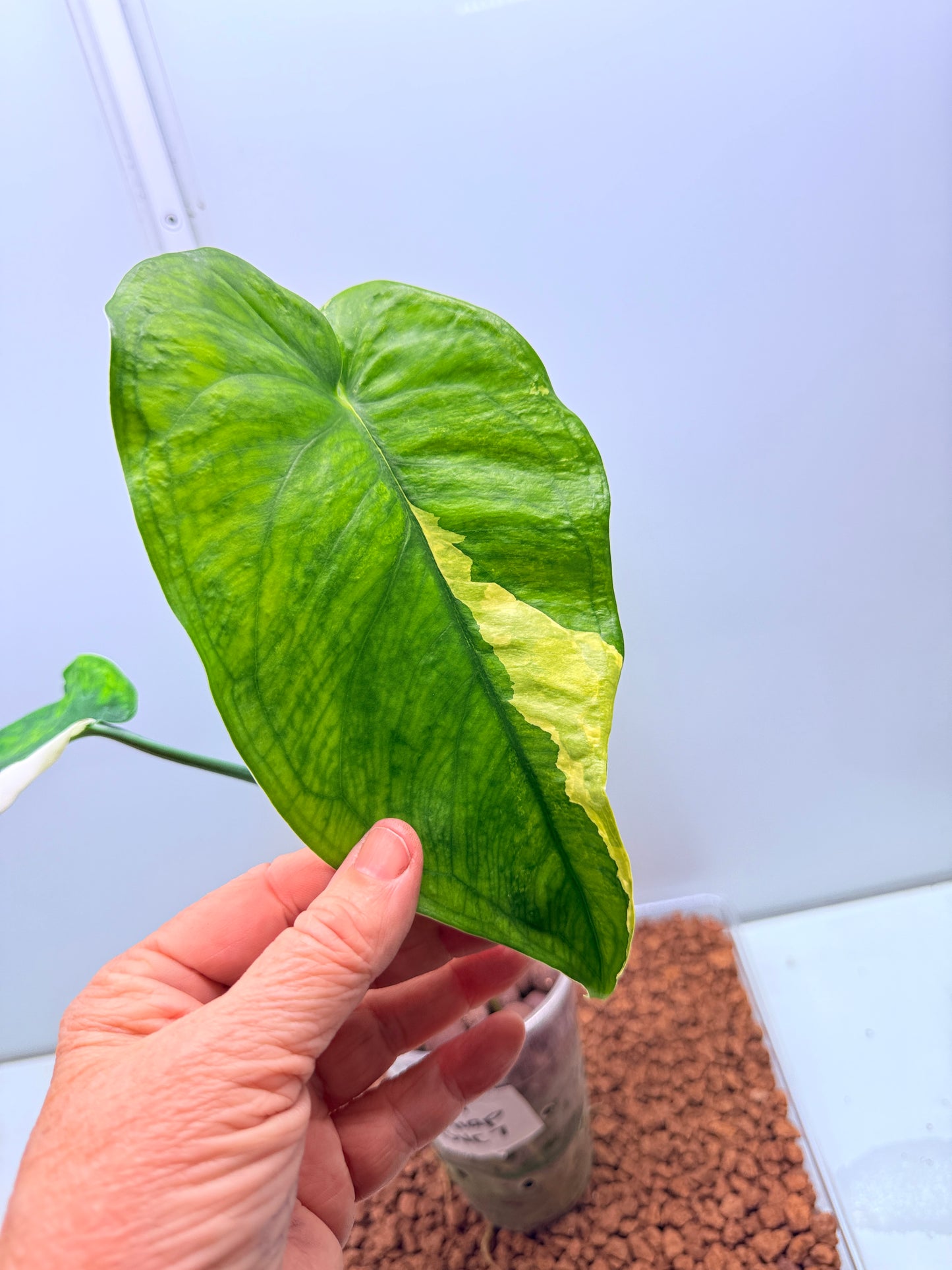 Syngonium Chiapense Variegated - SVC 7