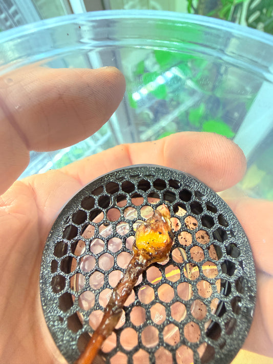 Alocasia Venom Corm #4