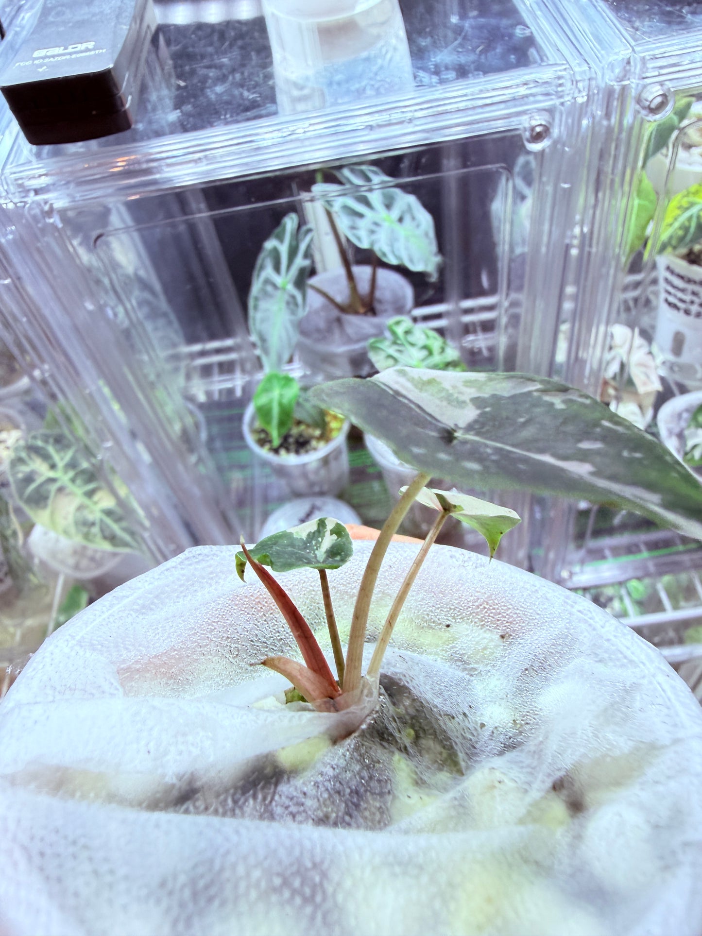 Alocasia Chantrieri Pink corm grown