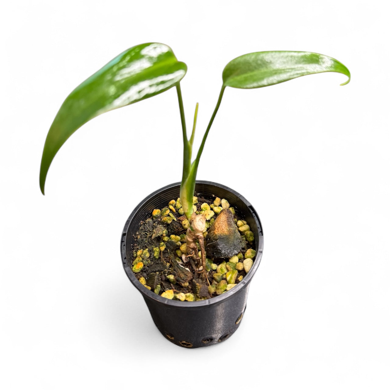 Monstera Burle Marx Flame Non Tc