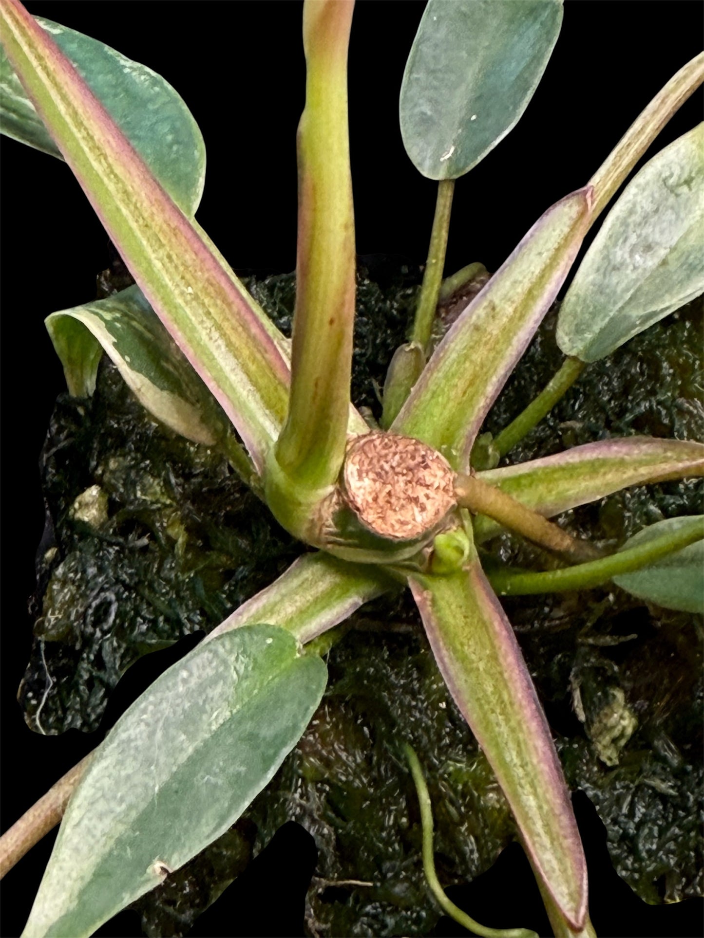 Philodendron Joepii Variegated - (base of plant)