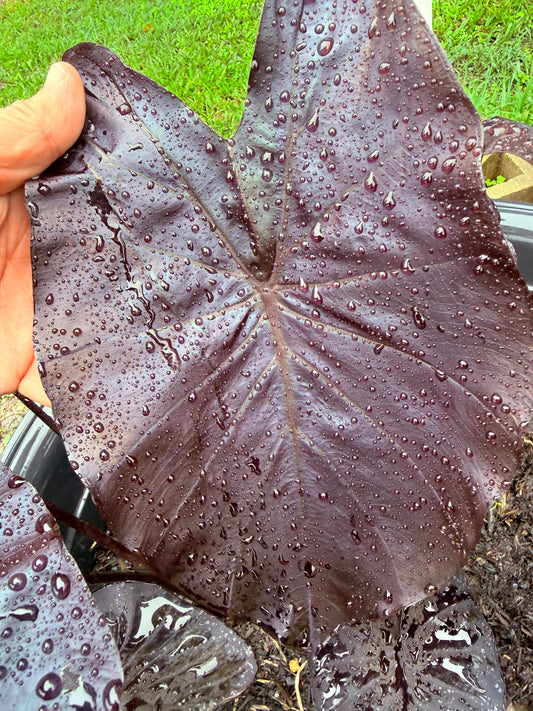 Colocasia Diamond head Medium - large size