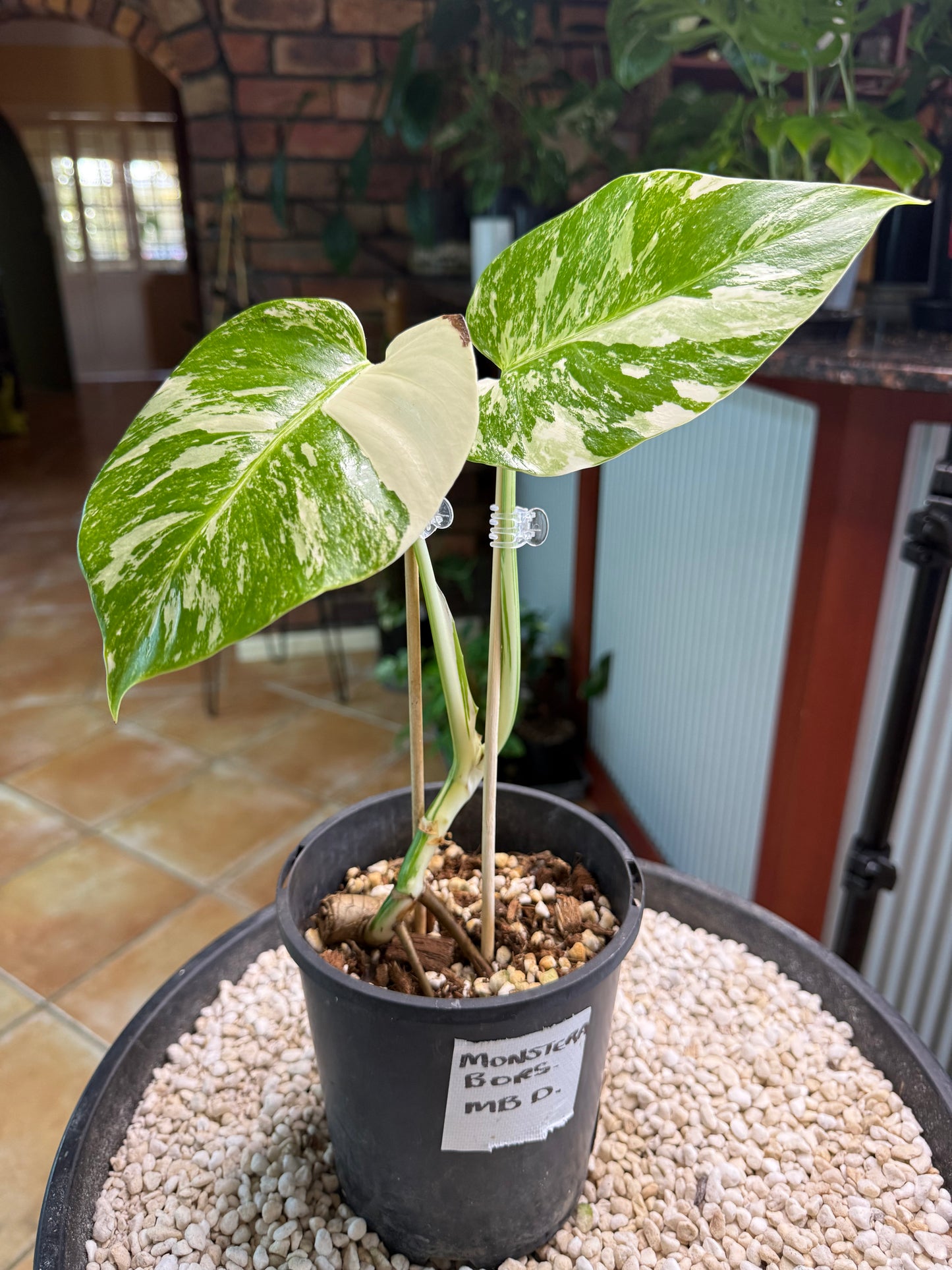 Monstera Borsigana Variegated