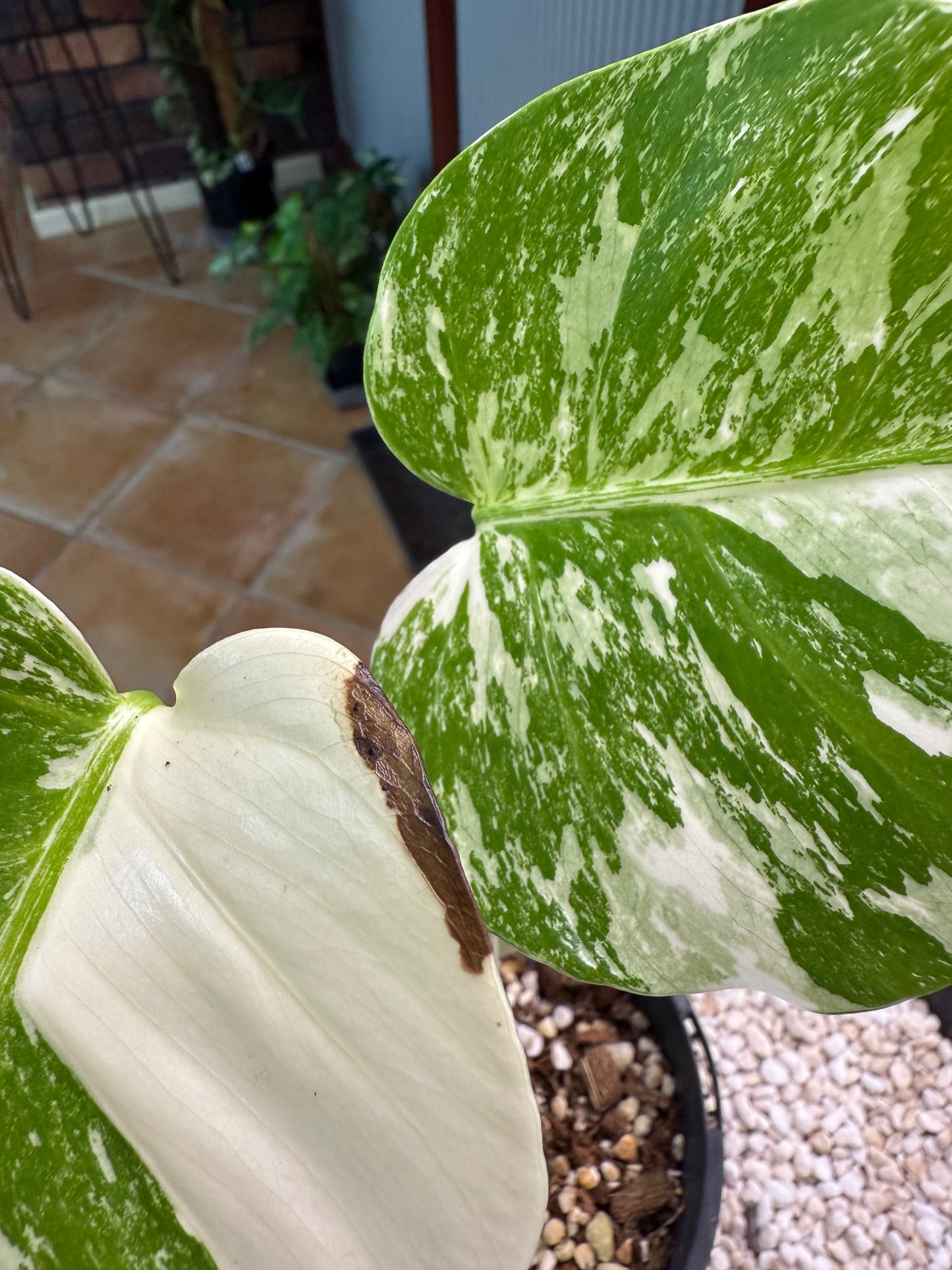 Monstera Borsigana Variegated