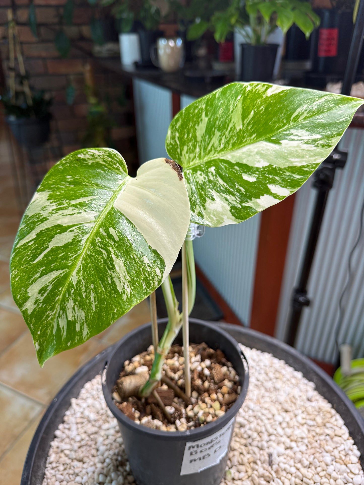 Monstera Borsigana Variegated