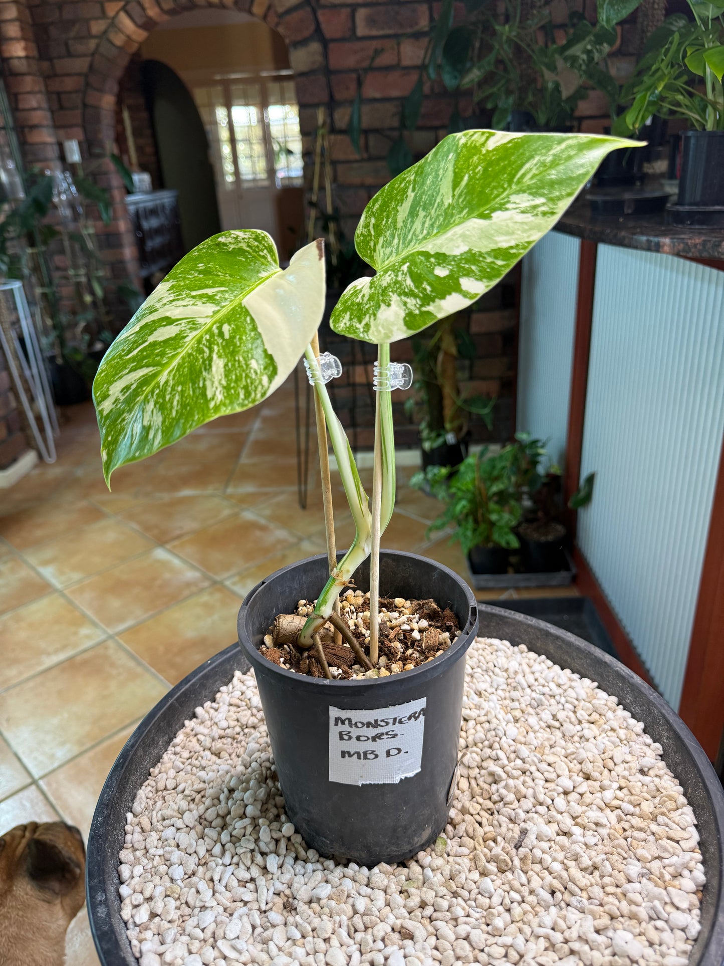 Monstera Borsigana Variegated