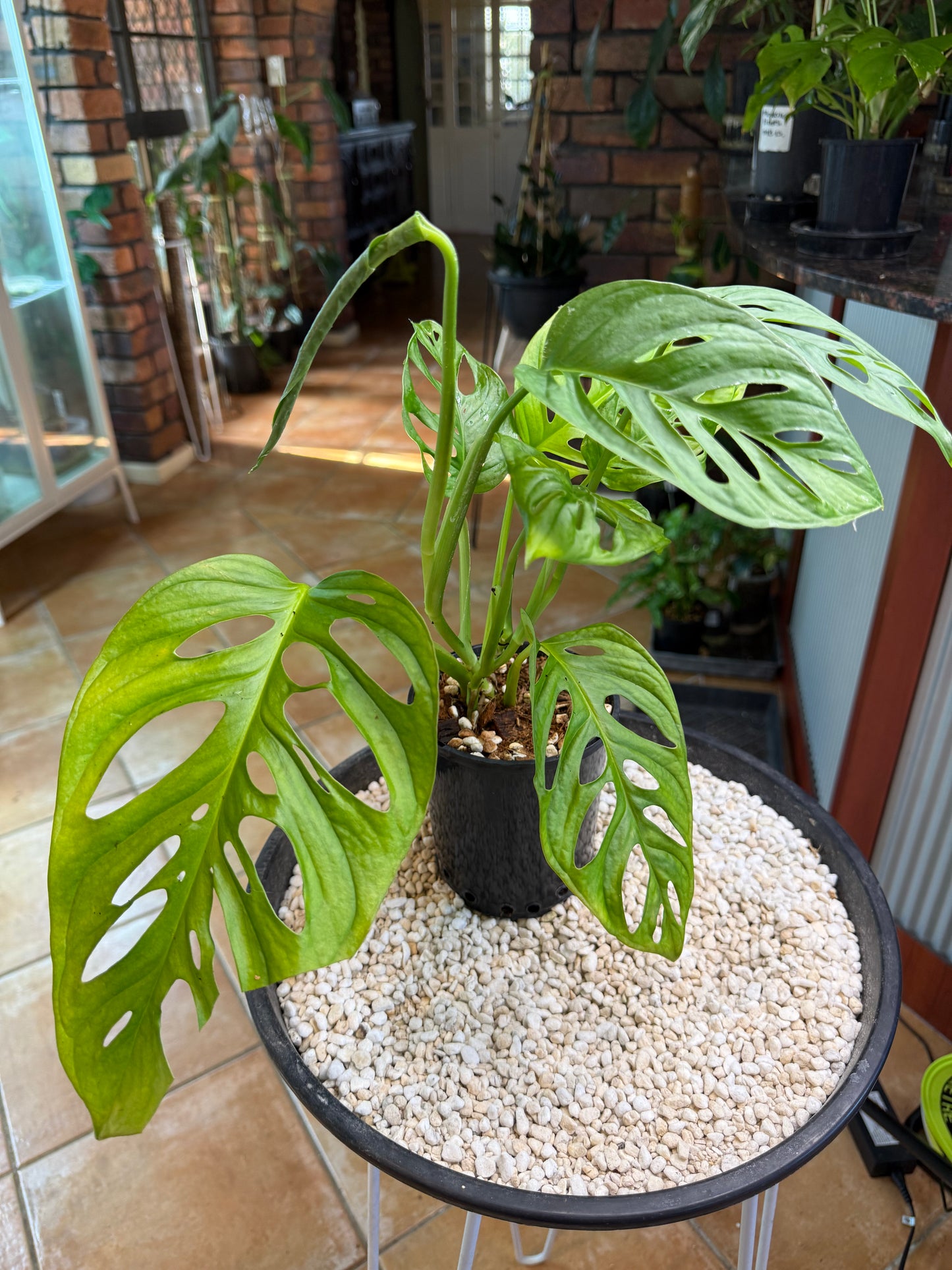 Monstera Monkey Mask β Giant Leaf - MMM