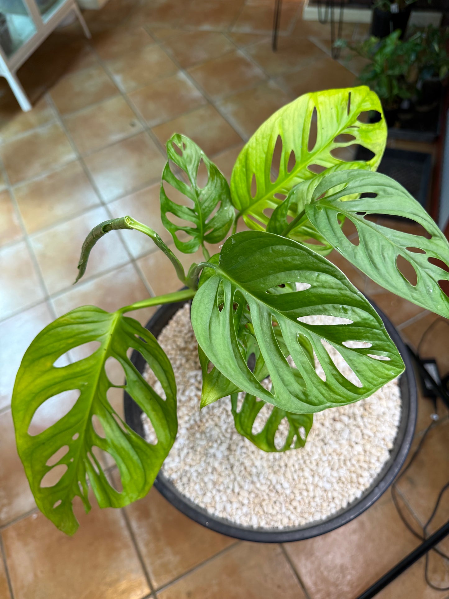 Monstera Monkey Mask β Giant Leaf - MMM