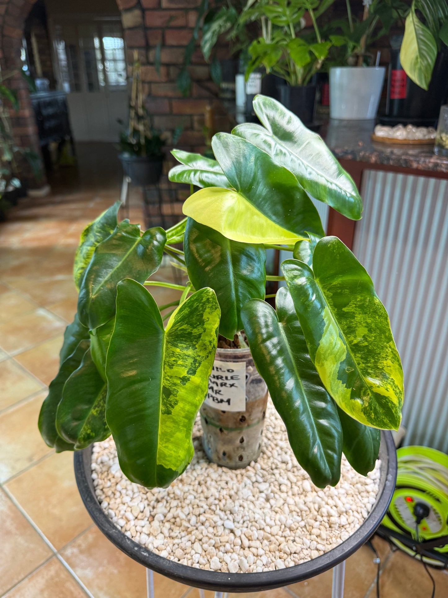 Philodendron Burle Marx Variegated - PBM