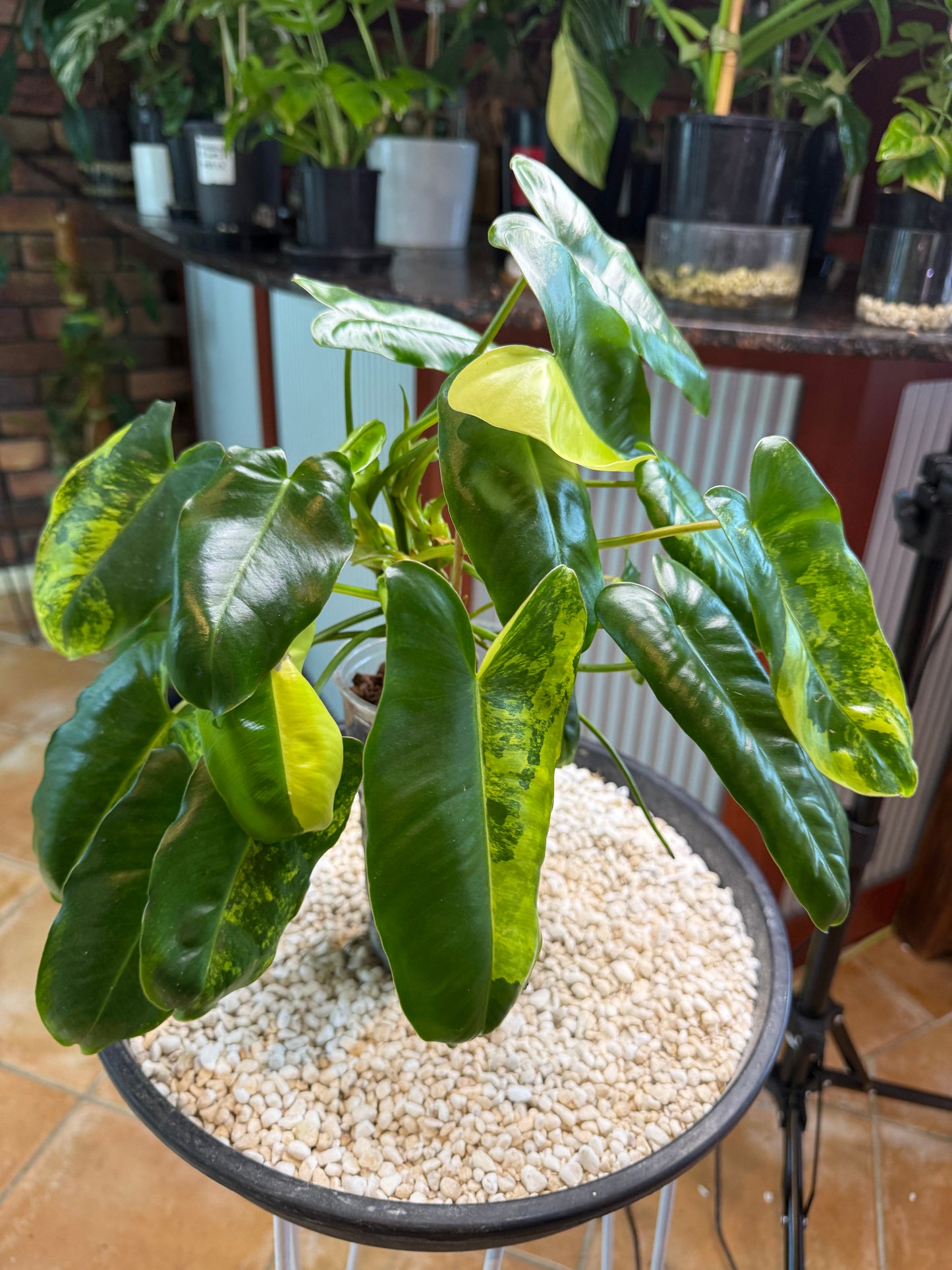Philodendron Burle Marx Variegated - PBM