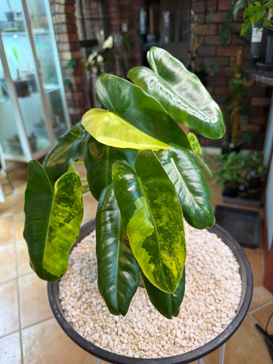 Philodendron Burle Marx Variegated - PBM