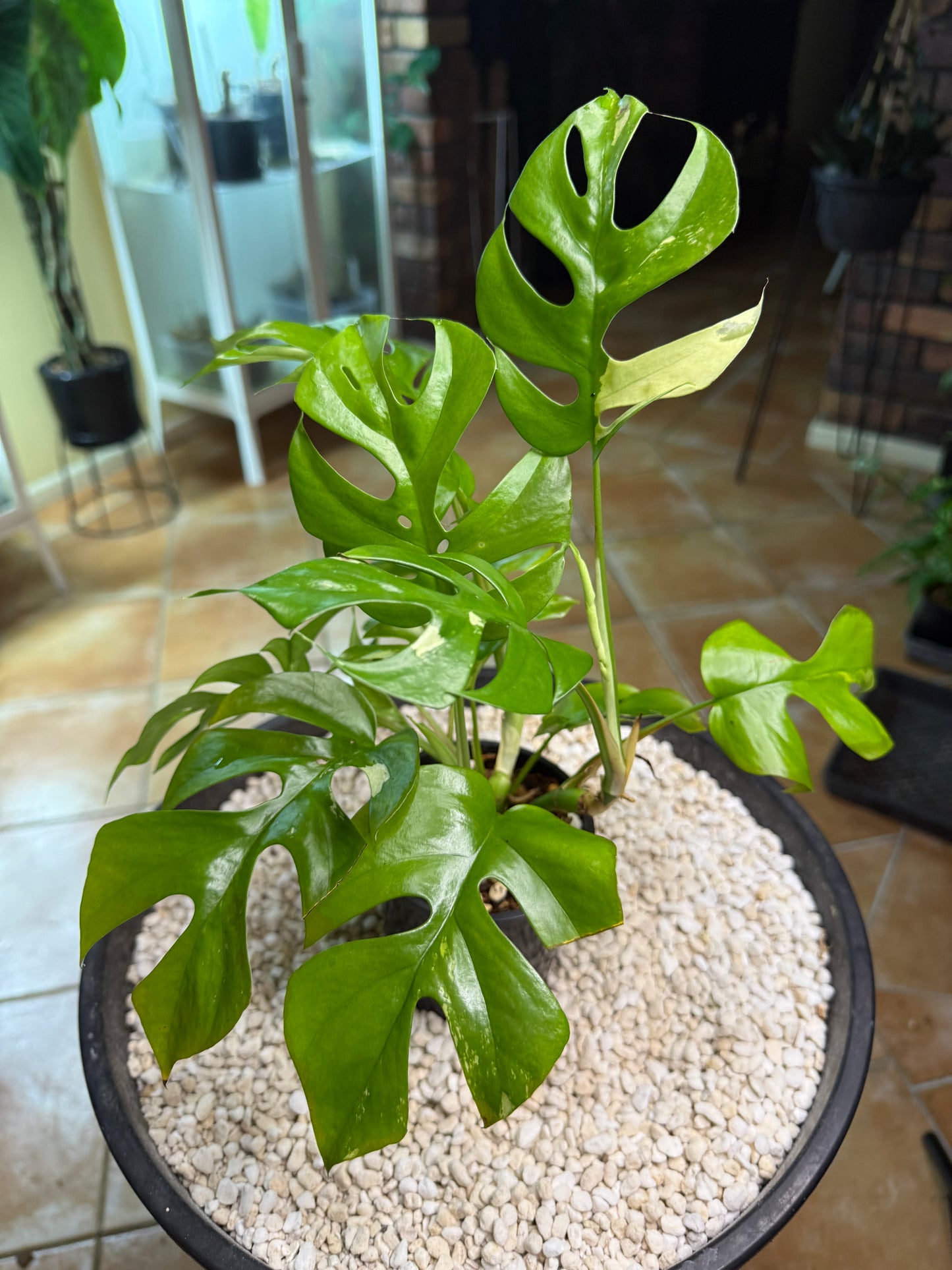 Rhaphidophora Tetrasperma Variegated - random var