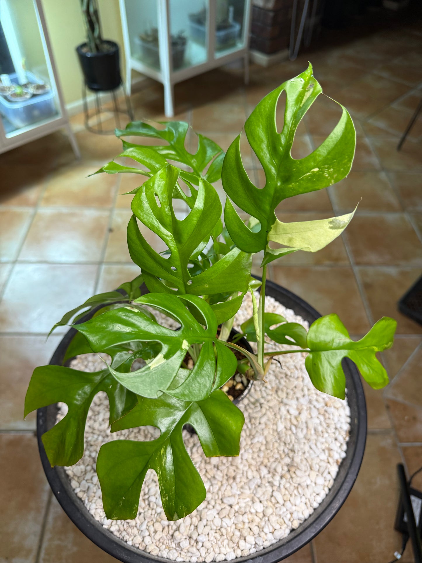 Rhaphidophora Tetrasperma Variegated - random var